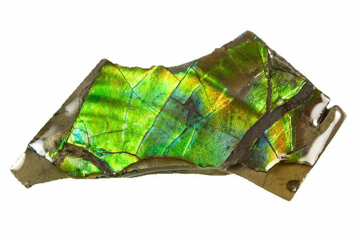 Iridescent Ammolite (Fossil Ammonite Shell) - Alberta, Canada #301679